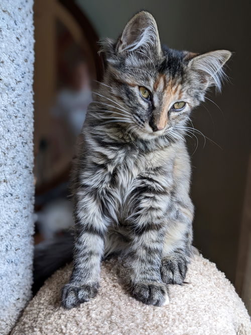 HOPE - KItten #1