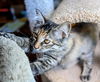 HOPE - KItten #1