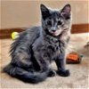 HAILEY - Kitten #2