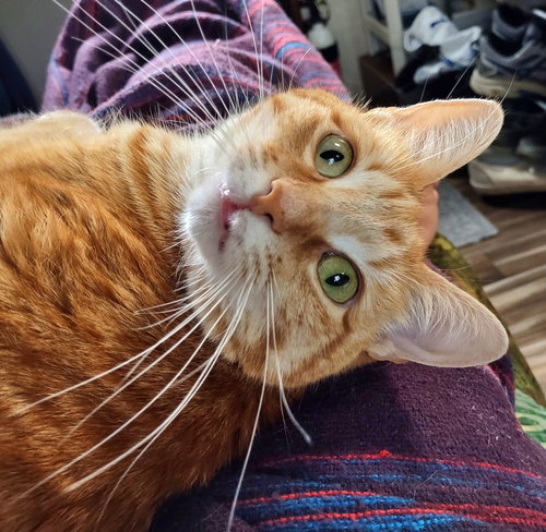 MISS PICKLES - Offered by Owner