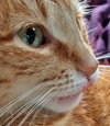 MISS PICKLES - Offered by Owner