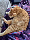 MISS PICKLES - Offered by Owner