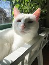 BUFFY - Offered by Owner - Deaf and gorgeous