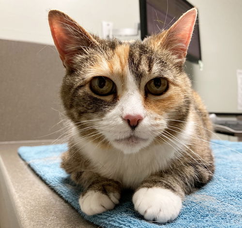 NUTMEG - Offered by Owner - Calico