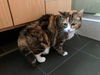NUTMEG - Offered by Owner - Calico