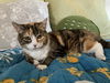 NUTMEG - Offered by Owner - Calico