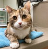NUTMEG - Offered by Owner - Calico