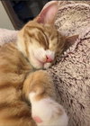 PUMPKIN - Offered by Owner - Young male