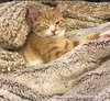 PUMPKIN - Offered by Owner - Young male