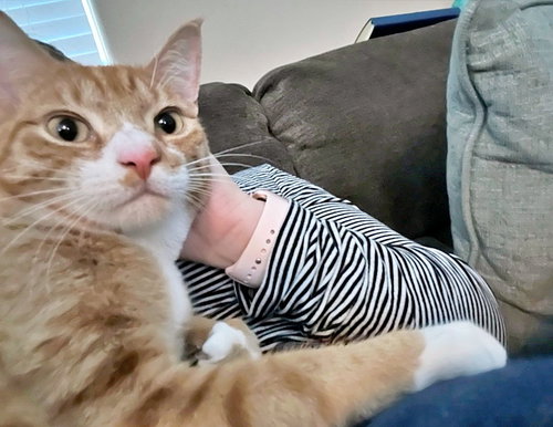 PUMPKIN - Offered by Owner - Young male
