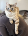 ASPEN - Offered by Owner - Young Siamese