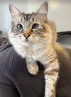 ASPEN - Offered by Owner - Young Siamese
