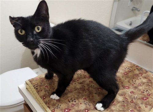 SALEM - Offered by Owner - 4 year old sweetie
