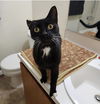 SALEM - Offered by Owner - 4 year old sweetie