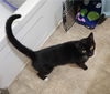 SALEM - Offered by Owner - 4 year old sweetie