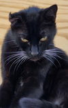 SALEM - Offered by Owner - 4 year old sweetie