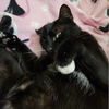 SALEM - Offered by Owner - 4 year old sweetie