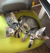 TIGGER & ROO - Teen Brothers
