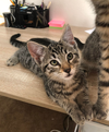 TIGGER & ROO - Teen Brothers