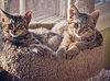 TIGGER & ROO - Teen Brothers