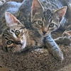 TIGGER & ROO - Teen Brothers