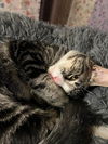 LEON - Offered by Owner