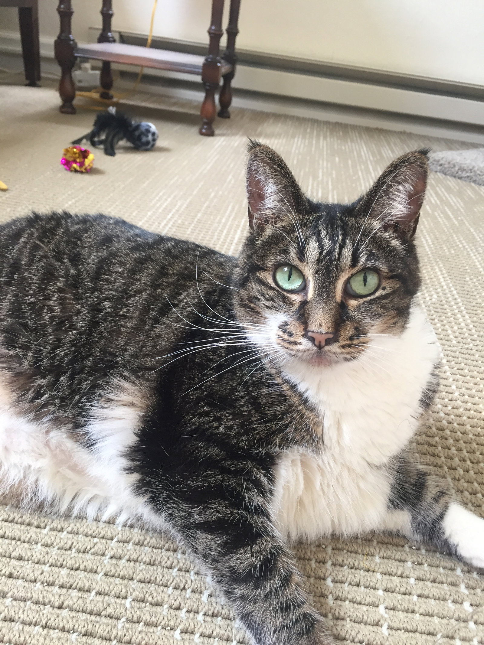 Cats for Adoption in Salem, Oregon Alpha Paw