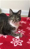 MISS MUFFIN - Offered by Owner - Loves her people