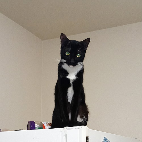 MIDNIGHT - Offered by Owner - Kid friendly!