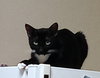 MIDNIGHT - Offered by Owner - Kid friendly!