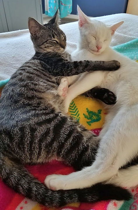 ANCHOR & SPLASH - Kitten Brothers
