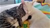 ANCHOR & SPLASH - Kitten Brothers