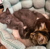 ASH & FLOOF