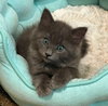 ASH & FLOOF
