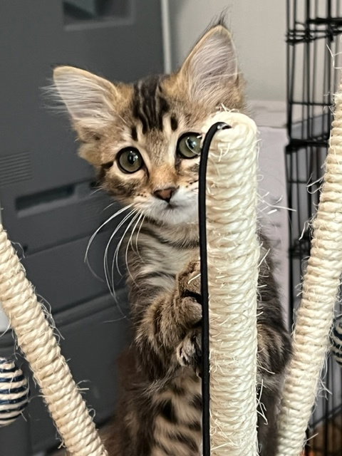 ASH & FLOOF