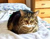 KIKI - Offered by Owner