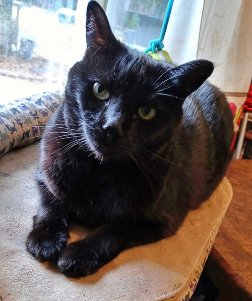 DREAMER - Offered by Owner - Declawed Senior
