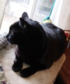 DREAMER - Offered by Owner - Declawed Senior