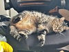 Marlei - Offered by Owner - Good w/kids, dogs