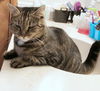 Marlei - Offered by Owner - Good w/kids, dogs