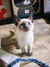 Frosty and Fluffy - bonded pair