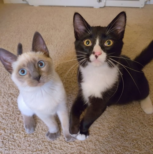 Frosty and Fluffy - bonded pair