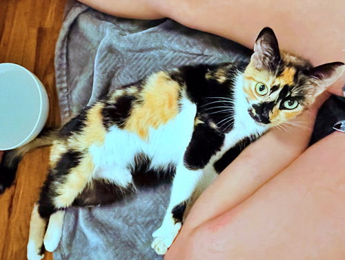 SALLY - Offered by Owner - Young Calico