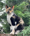 SALLY - Offered by Owner - Young Calico