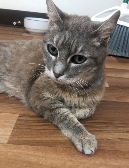 MOUSE - Offered by Owner - Needs a Family