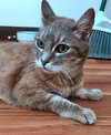 MOUSE - Offered by Owner - Needs a Family