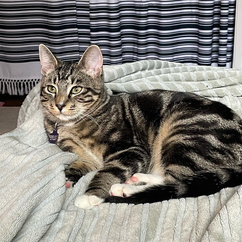 OLLIE - Offered by Owner
