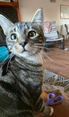 OLLIE - Offered by Owner
