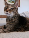 SNICKERS and MITZI- Offered by Owner-Sr. BFF