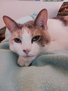 SNICKERS and MITZI- Offered by Owner-Sr. BFF